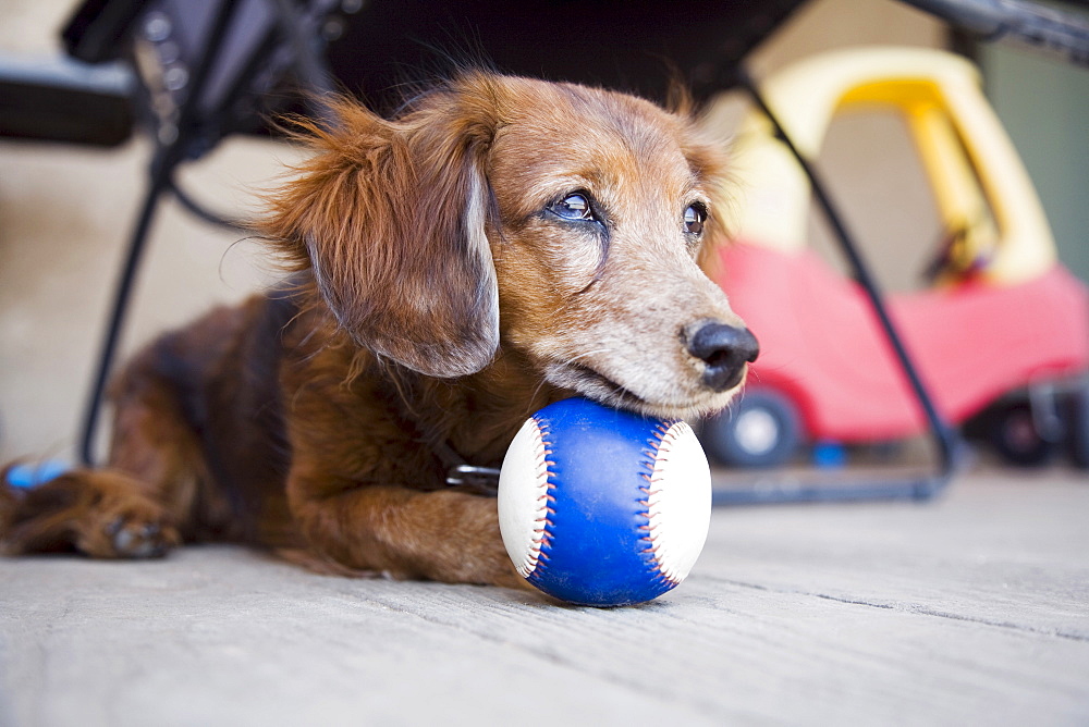 Long-haired Dachshund with ball