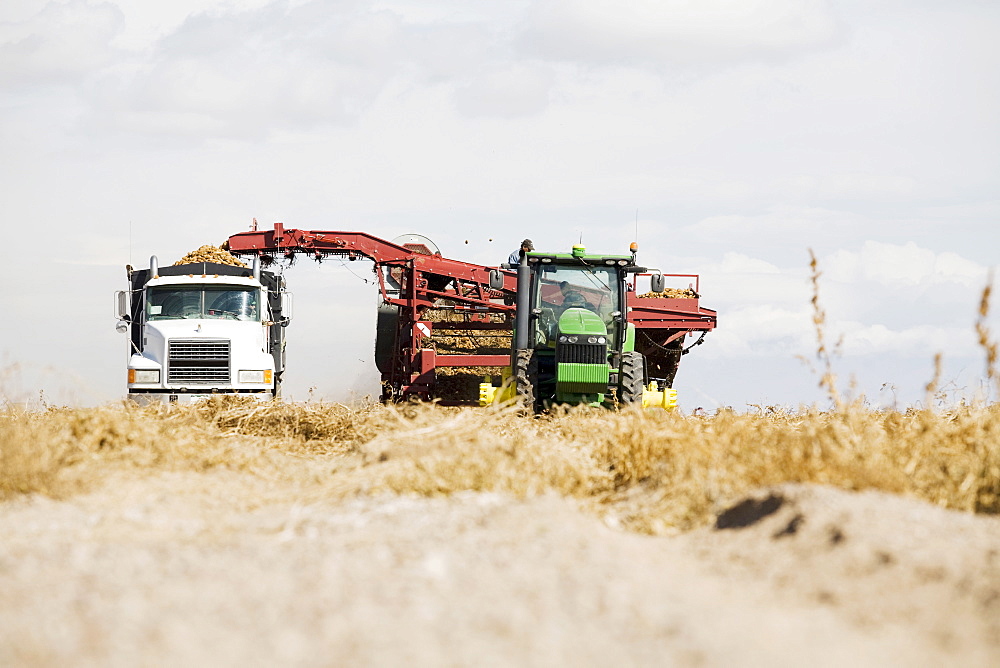 Harvesting potatoes, Colorado, USA