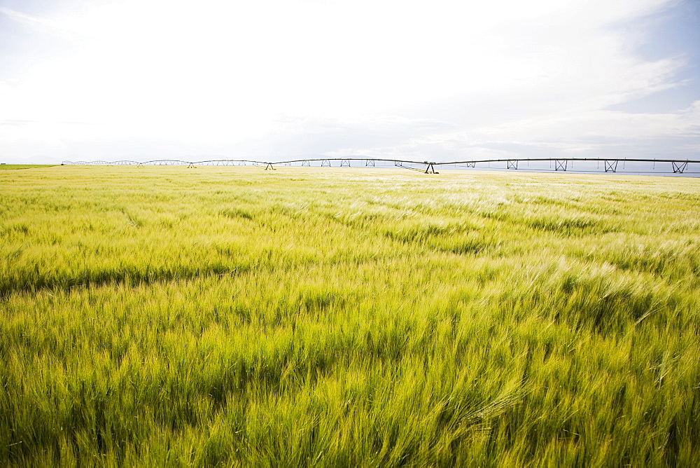 Barley field, Colorado, USA
