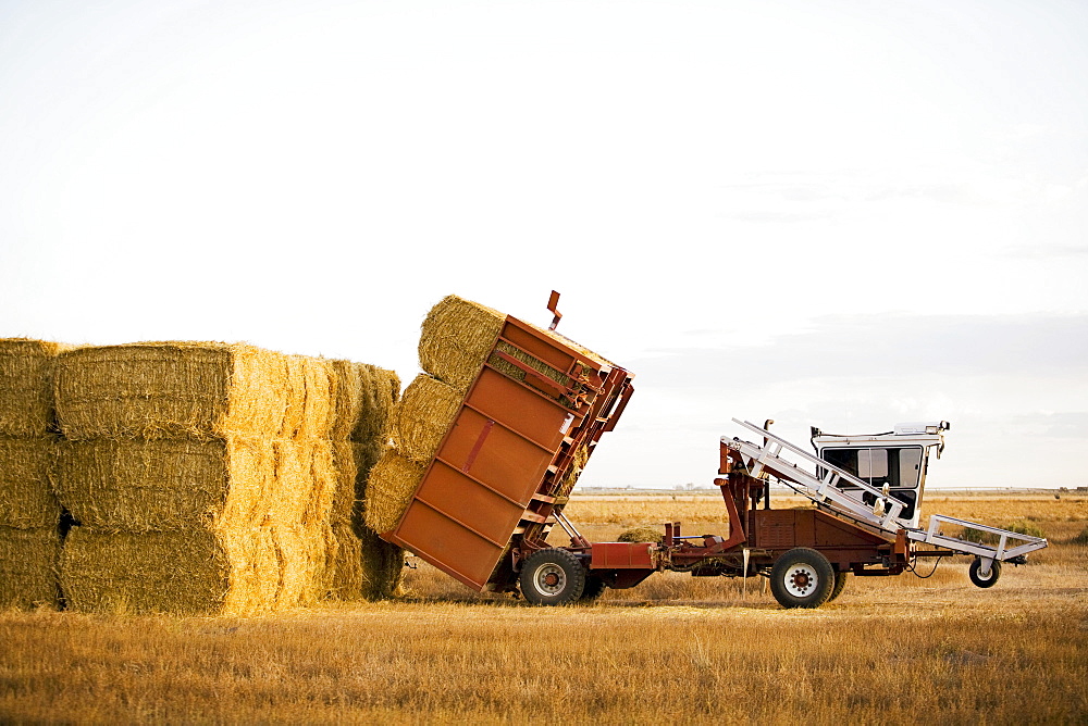 Tractor piling hay bales, Colorado, USA