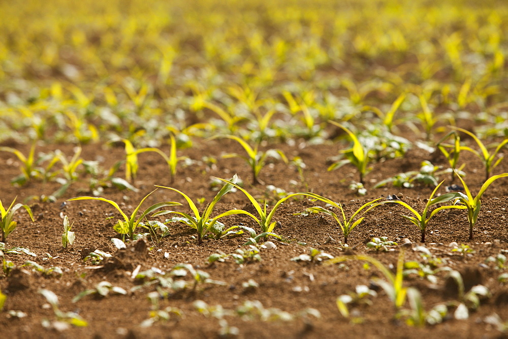 Close-up of sprouting corn, France, Rocroi