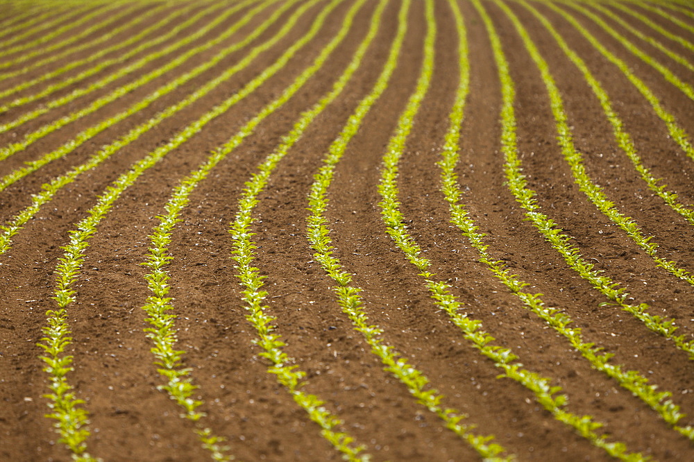 France, Rocroi, Field with sprouting corn, France, Rocroi