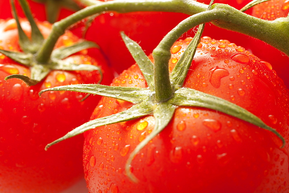 Fresh tomatoes with water drops