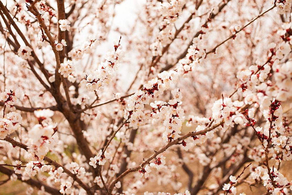 View of cherry blossom tree