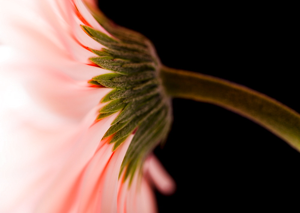 Close-up of pink daisy