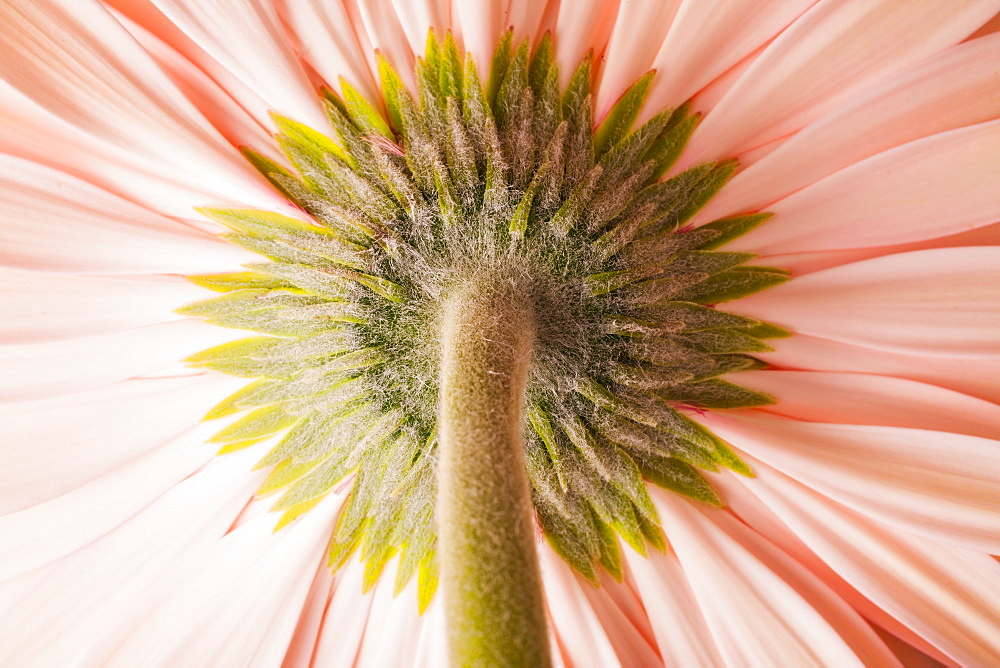 Close-up of pink daisy