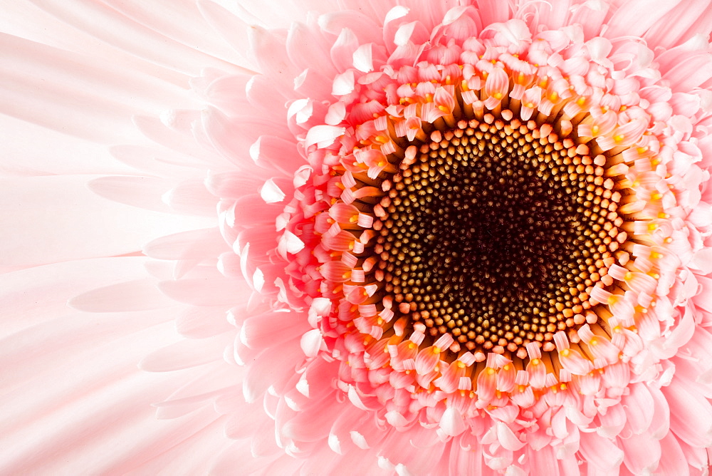 Close-up of pink daisy