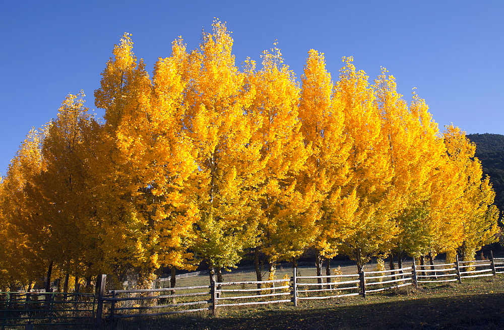 USA, Colorado, Trees in autumn foliage, USA, Colorado
