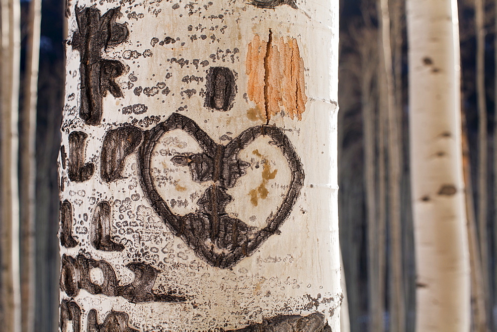 Close-up of aspen tree trunk with carved heart