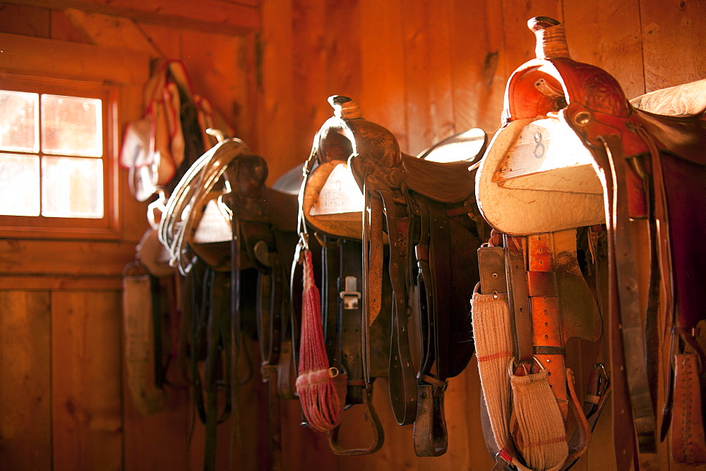 Saddles in barn