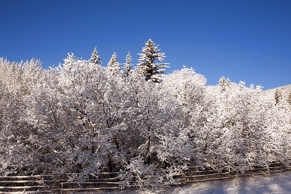 USA, Colorado, Winter landscape