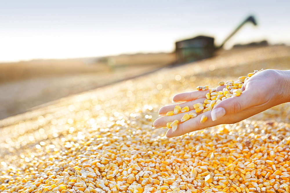 USA, Iowa, Latimer, Combine harvester harvesting corn