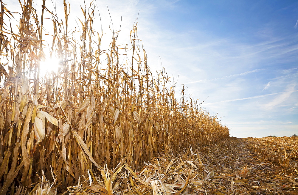 USA, Iowa, Latimer, Partly harvester corn field