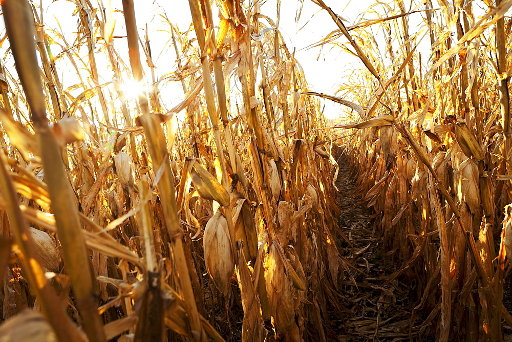 USA, Iowa, Latimer, Field of ripe corn