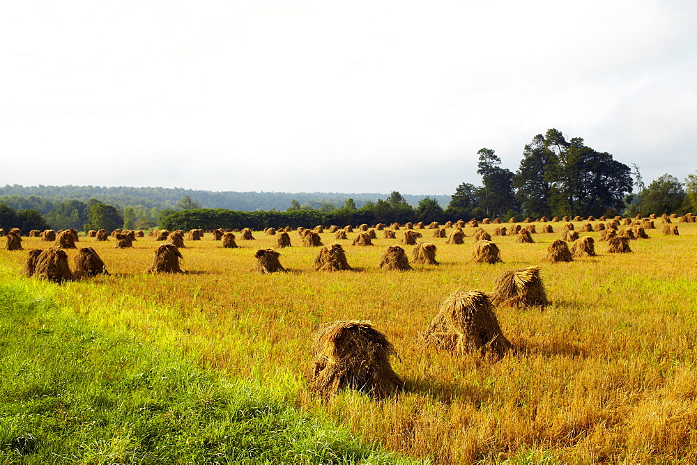 USA, New York State, Field with haystacks