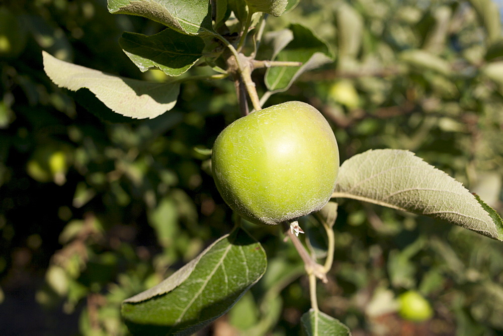 Green apple on branch