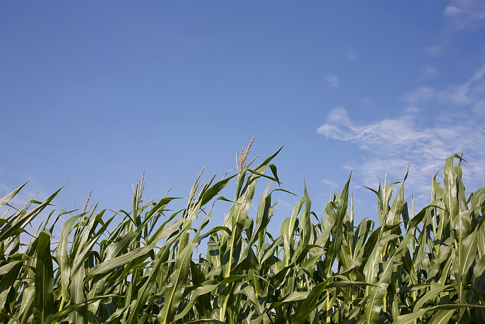 Cornfield