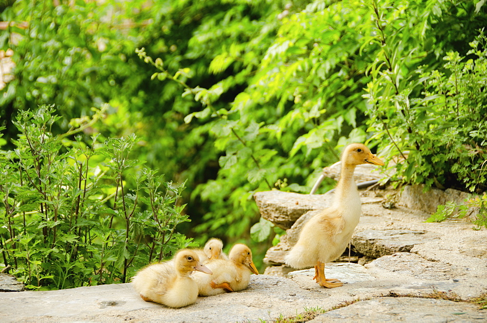 Family of ducks