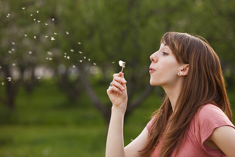 Young woman blowing Dandelion in orchard