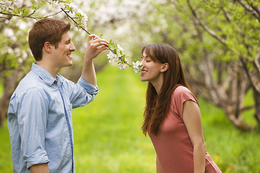 USA, Utah, Provo, Young couple smelling blossom in orchard