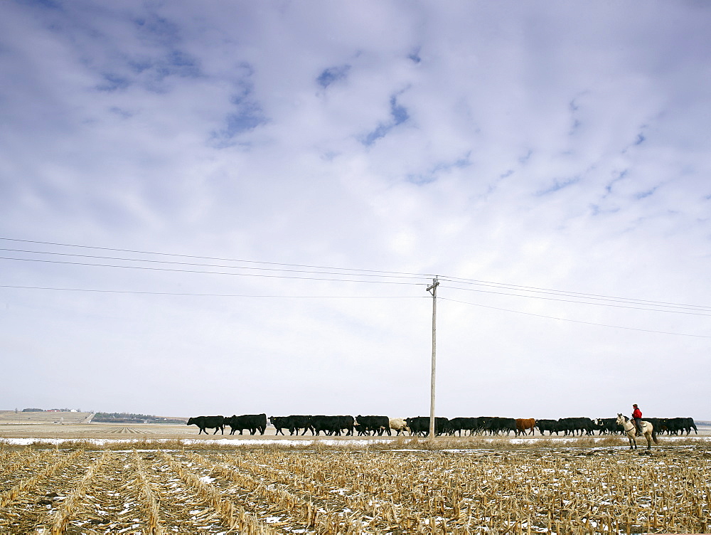 USA, Nebraska, Great Plains, horse rider driving cattle