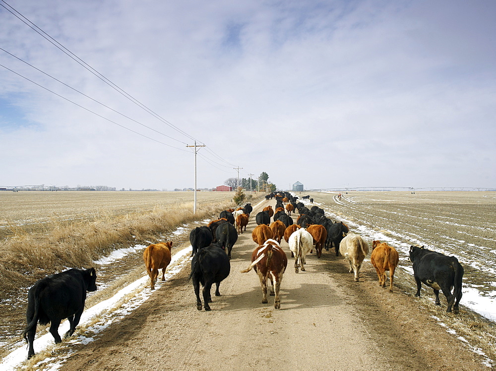 USA, Nebraska, Great Plains, herd of cattle on country road