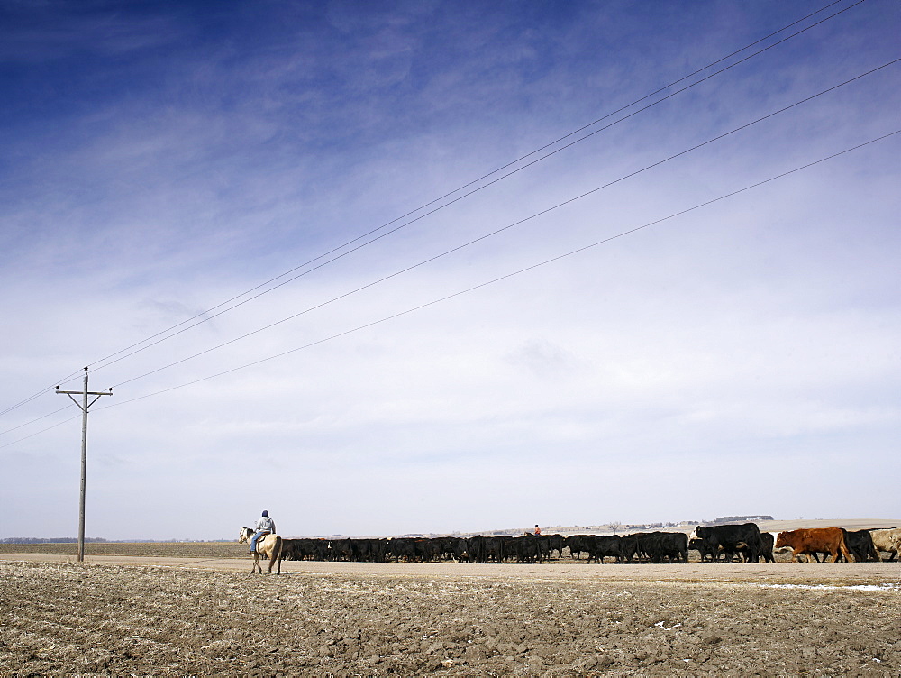 USA, Nebraska, Great Plains, horse rider driving cattle