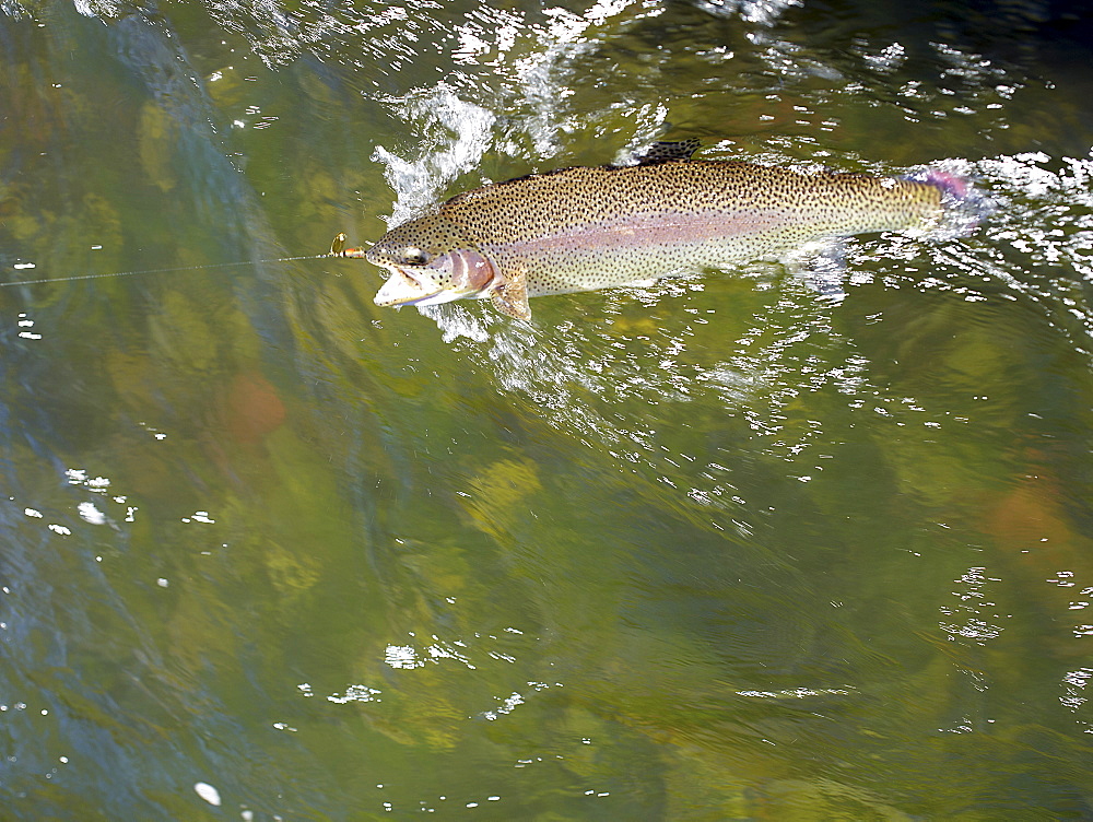 USA, Colorado, Strout struggling with fishing rod