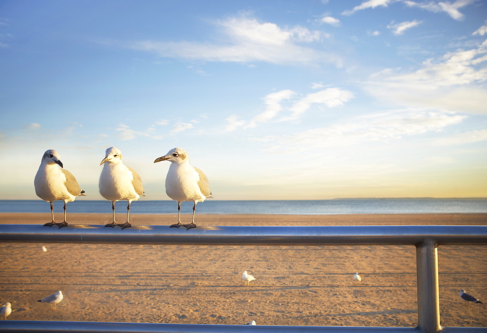 USA, New York City, Coney Island, three seagulls perched on railing