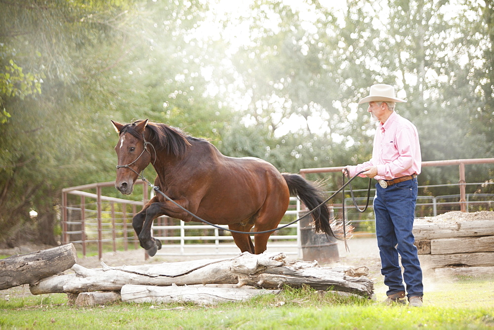 Senior man training horse in ranch