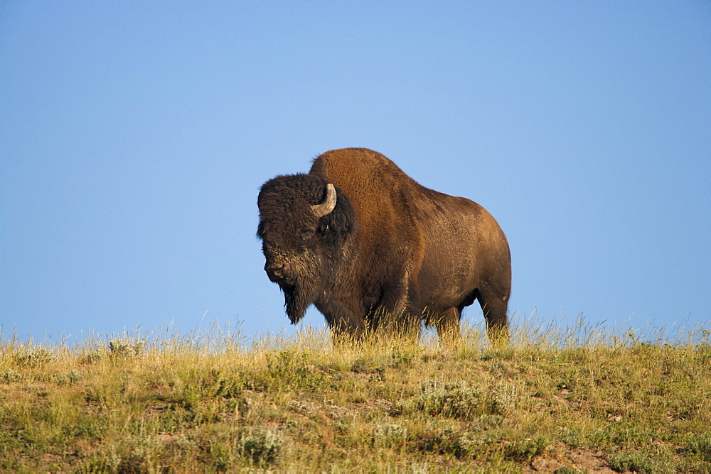 Silhouette of American Bison (Bison bison) on grassy field