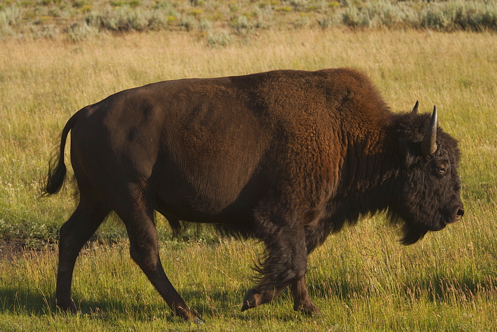 Silhouette of American Bison (Bison bison) on grassy field