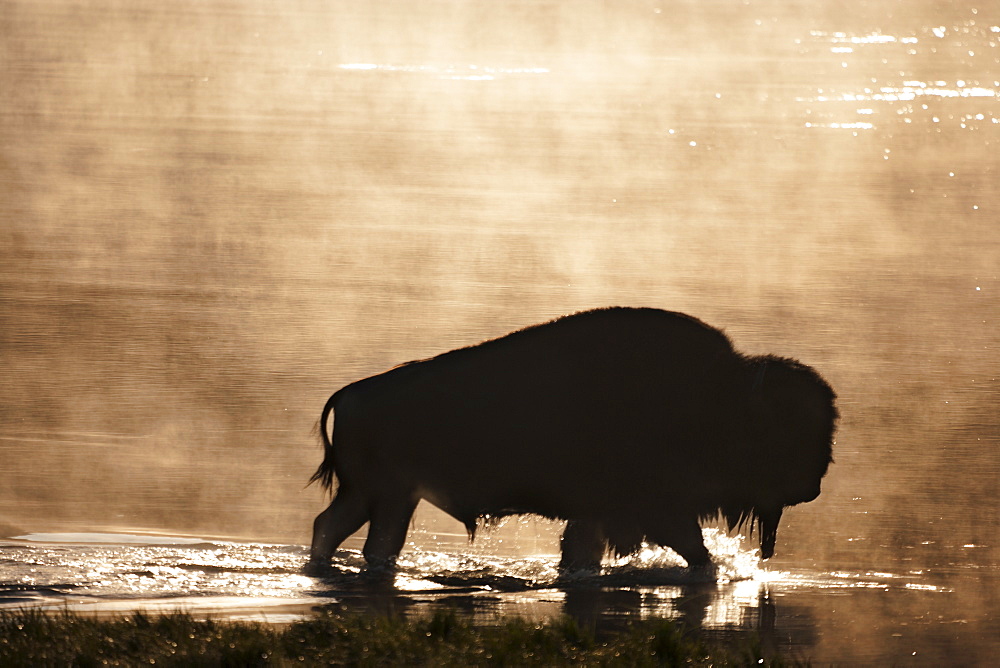 Silhouette of American Bison (Bison bison) wading in water at sunset