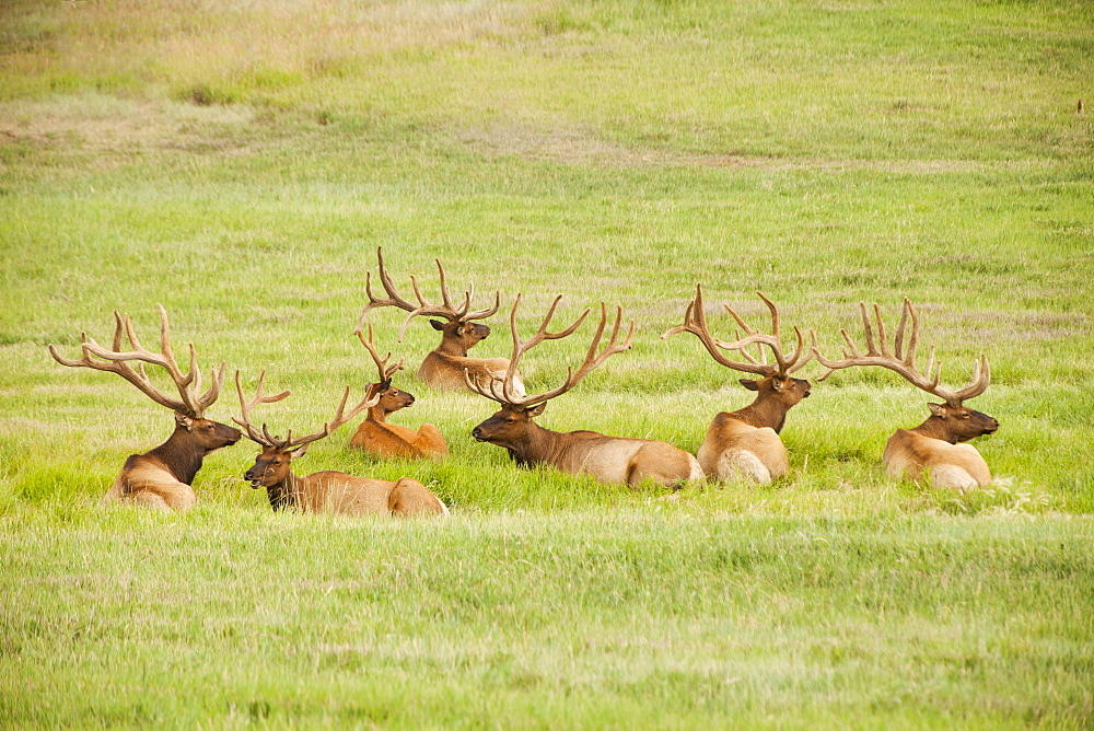 Group of bull Elk (Cervus canadensis) lying in field