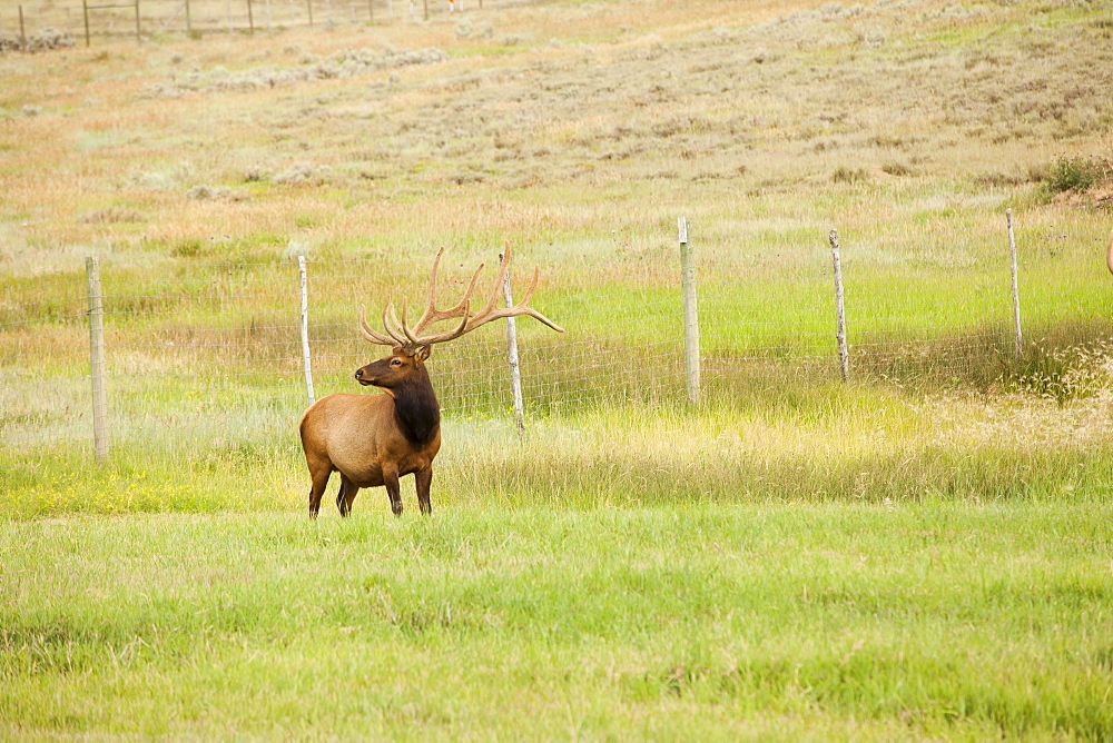 Bull Elk (Cervus canadensis) in field