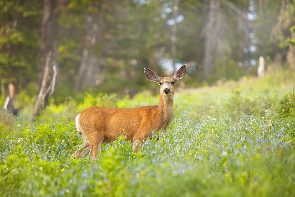 Mule Deer (Odocoileus hemionus) in meadow