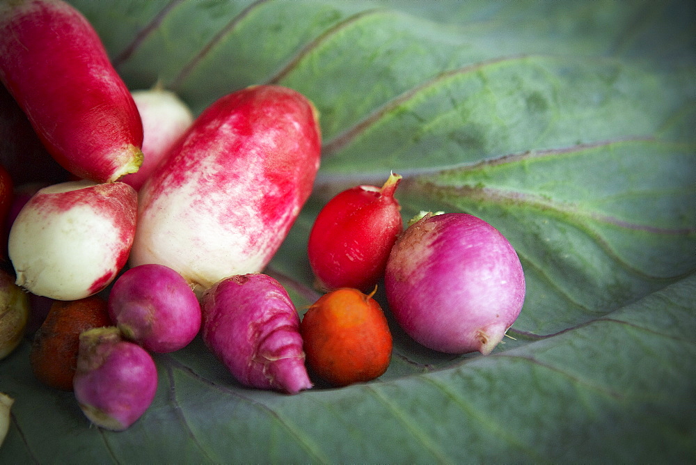 Fresh radishes