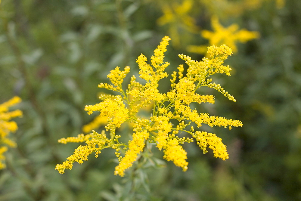 Golden Rod (Solidago virgaurea minuta)