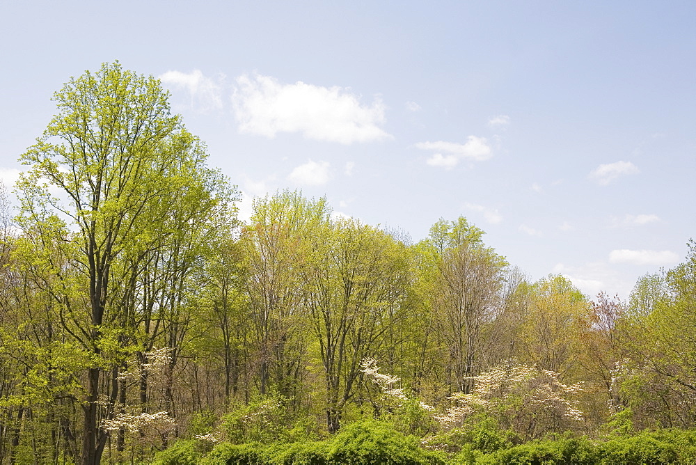 Spring woodland
