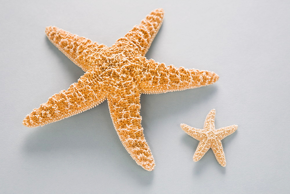 Two contrasting starfish