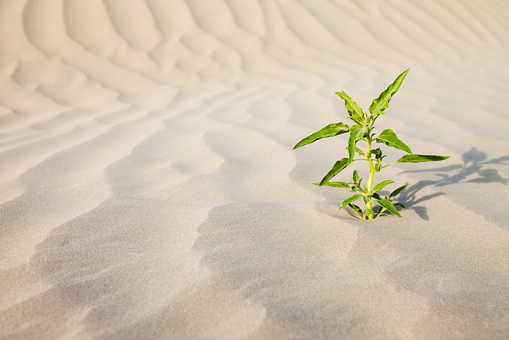 Plant growing in desert sand