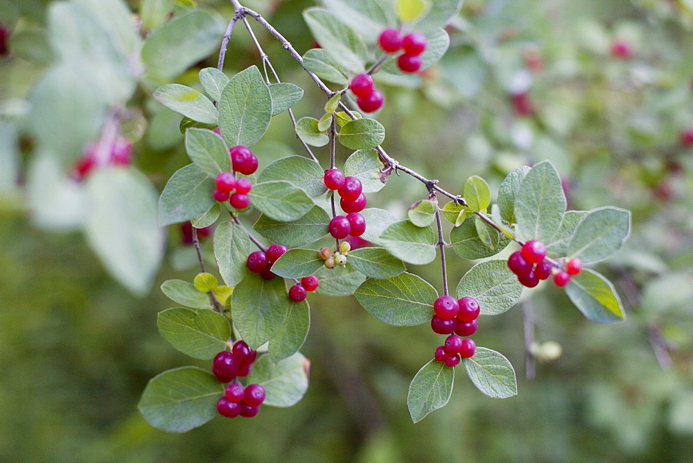 Red berries on wild plant