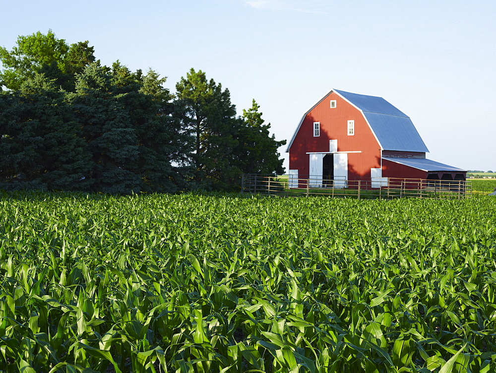 Corn field