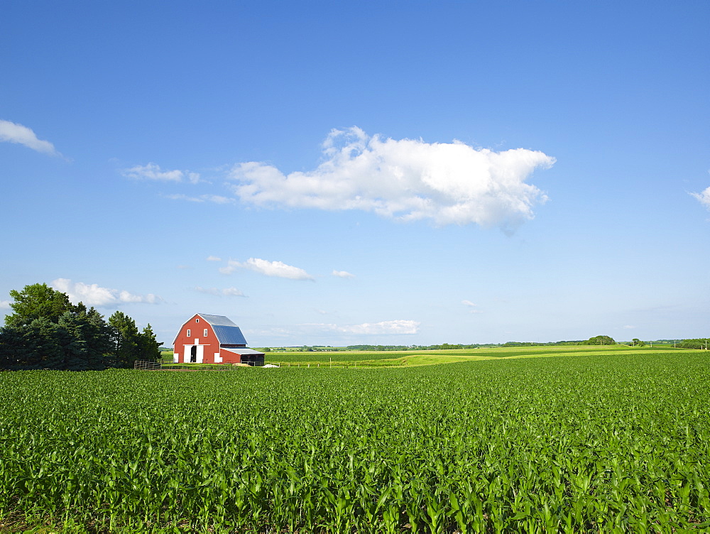 Corn field