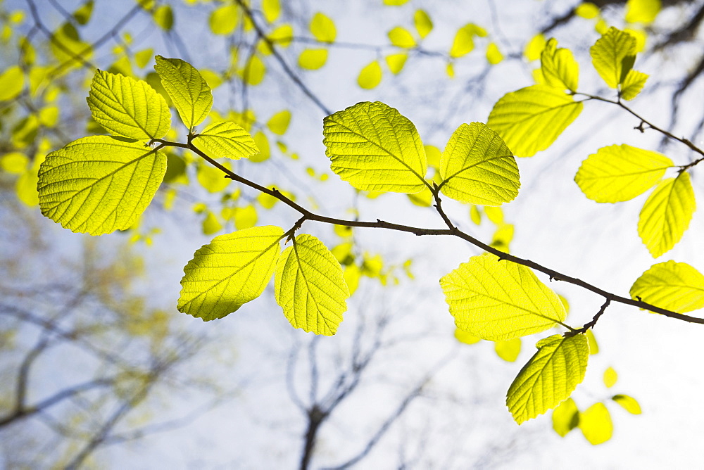 Green leaves on tree branches in spring