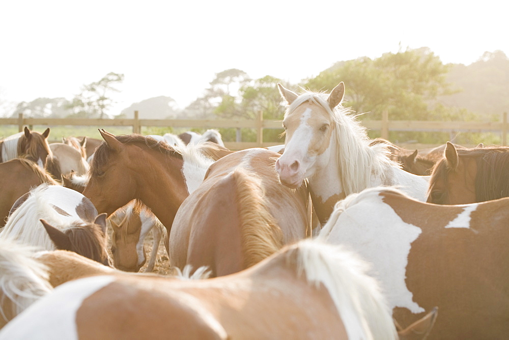 Close up of a herd of horses