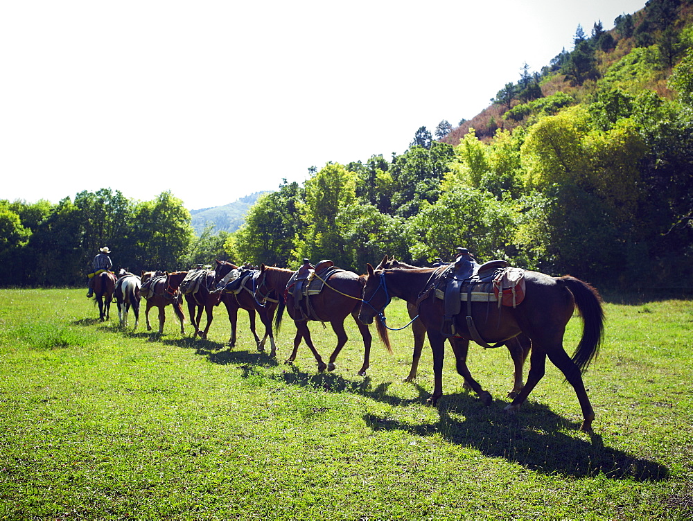 Horses walking in a line