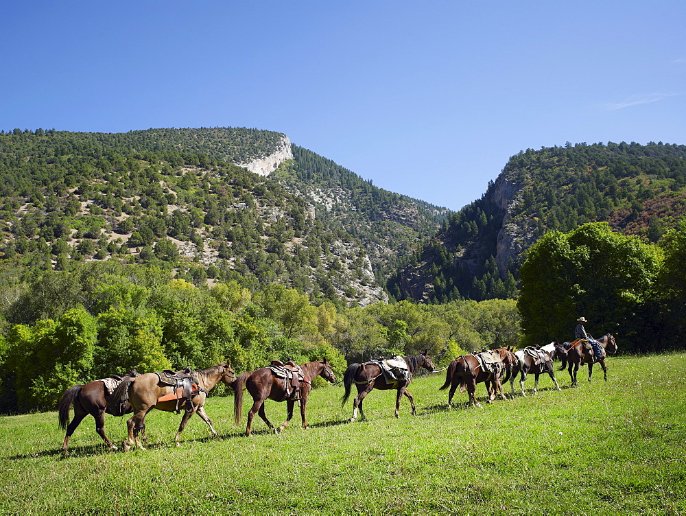 Horses walking in field