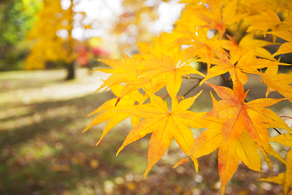 Yellow Japanese Maple leaves