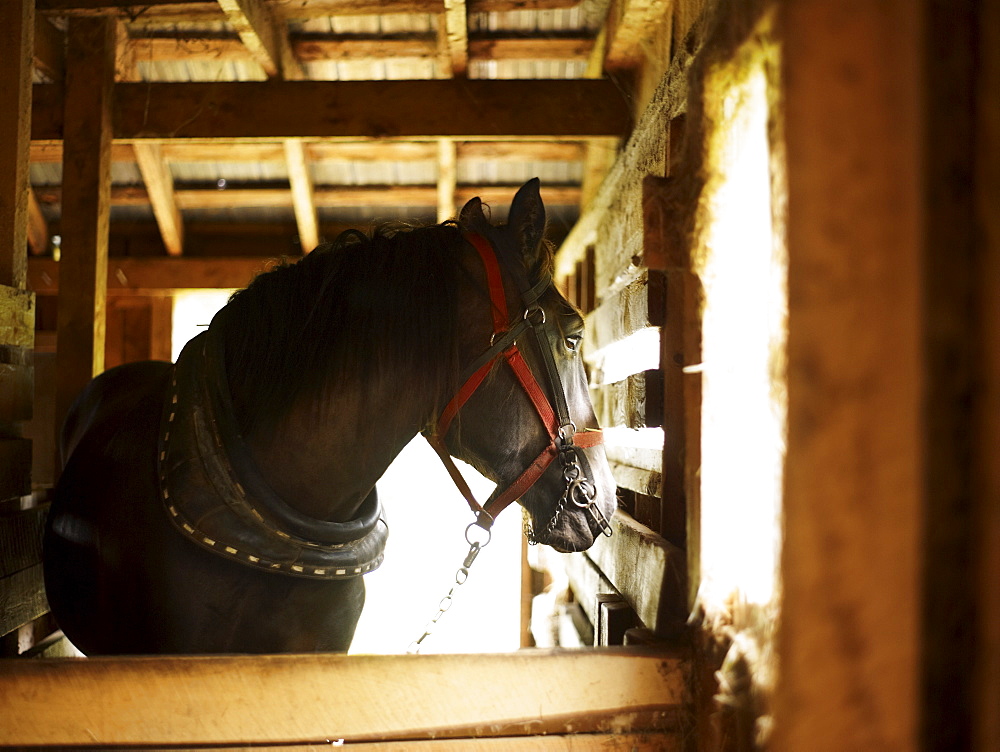 Horse in stable